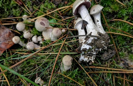 Blauberandeter Seidenkopf - Nadelbaumvariation (Cortinarius azureovelatus var. subcaligatus) - © Bernard Wieser